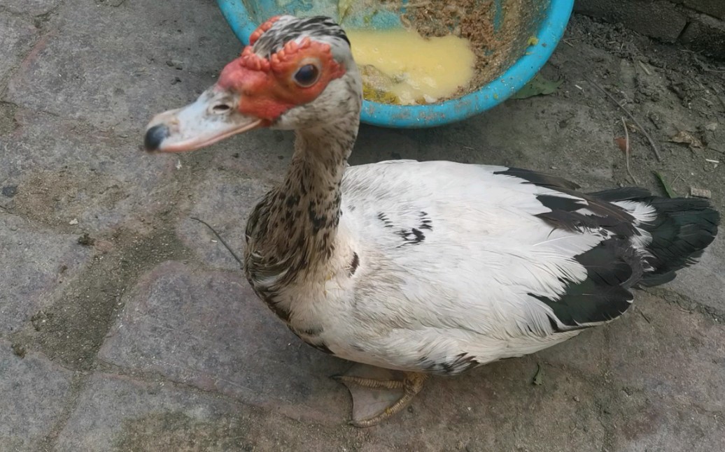 原来鸭子也会摇尾巴