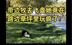 Download Video: 带边牧去飞盘 结果她在路边草坪里玩疯了！