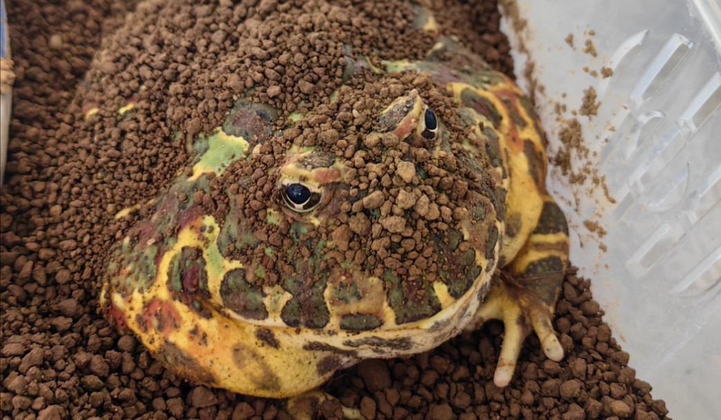 角蛙喂食19在被窝里吃饭的角蛙们!