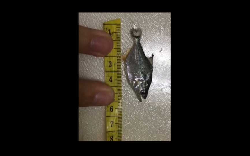 哪位朋友可以分辨 秘鲁钻黑和巴西普黑的苗子吗?