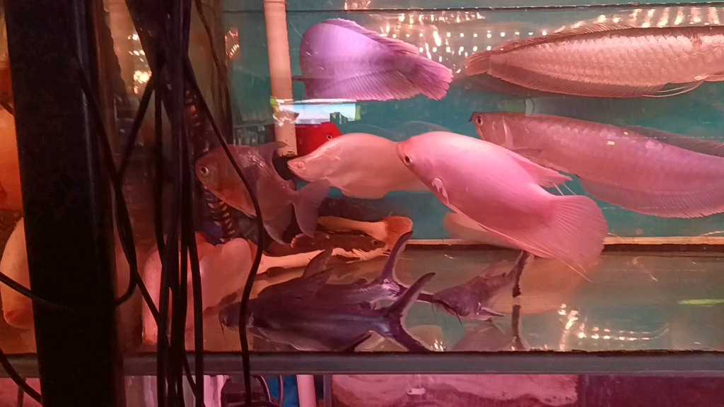 白化七星刀和劳伦迪鲨