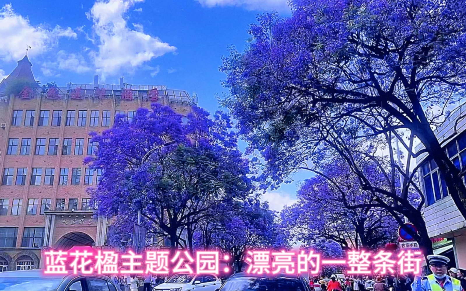 欣赏花的季节:蓝花楹主题公园哔哩哔哩bilibili