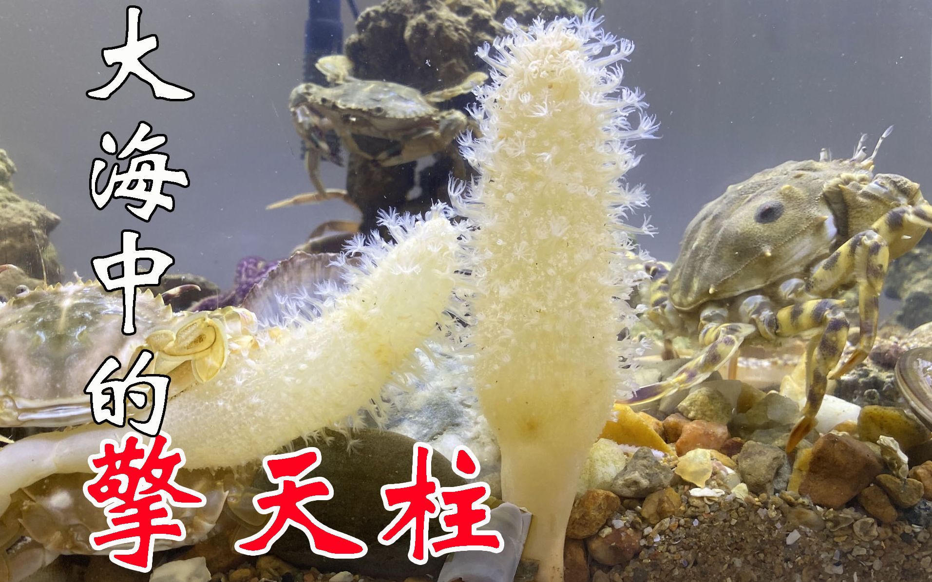 二强赶海6月26日