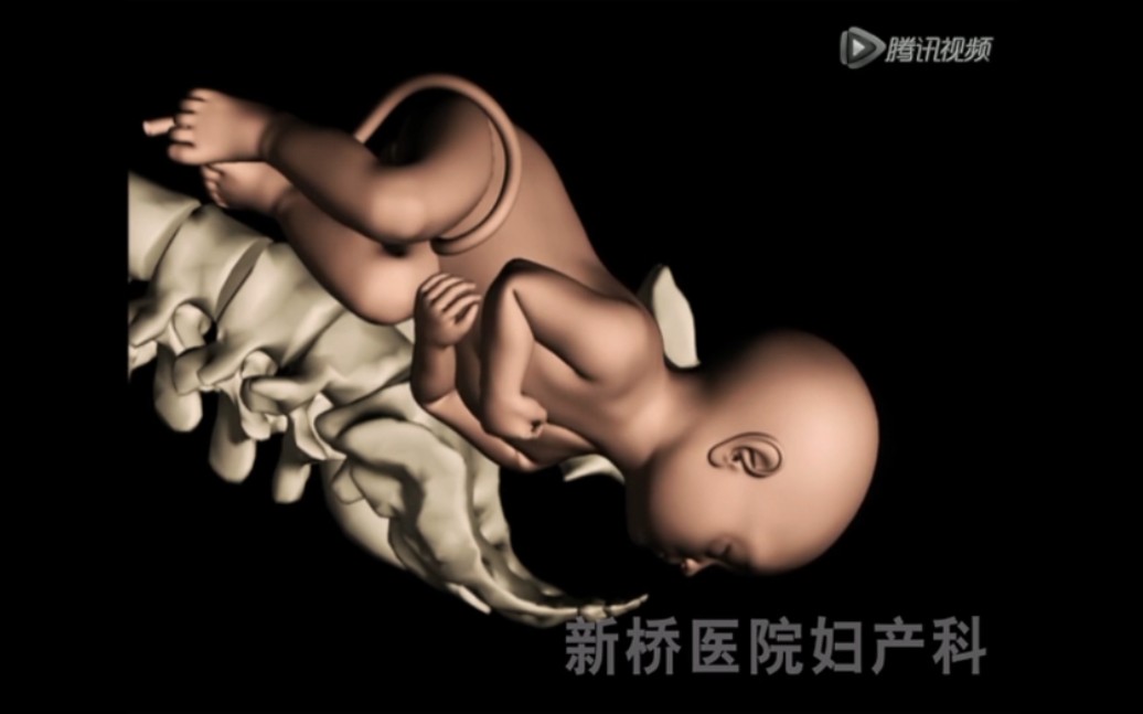 [图]分娩机制3D动画（超好理解）