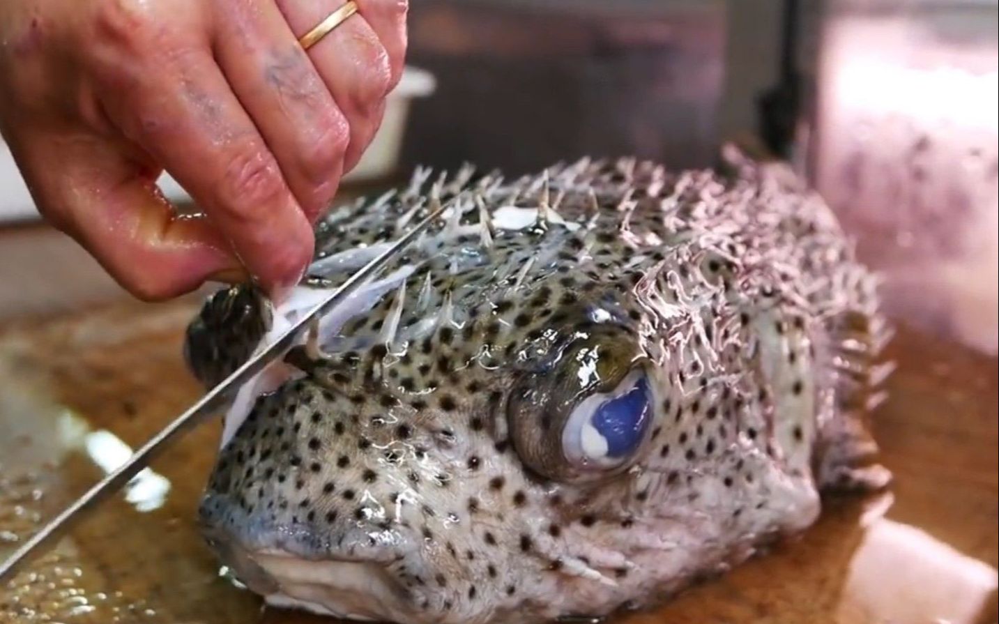 食客自带"刺猬鱼",大厨头都疼,老板却贪便宜答应,加工费200元_哔哩