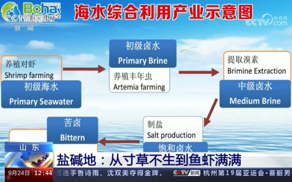 【农 业】山东盐碱地从寸草不生到鱼虾满满哔哩哔哩bilibili