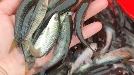 广西贺州市鱼种批发鱼苗批发基地批发市场