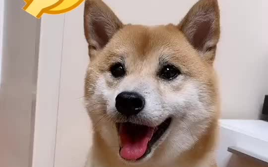 我长的美吗狗狗竟然点头回答我