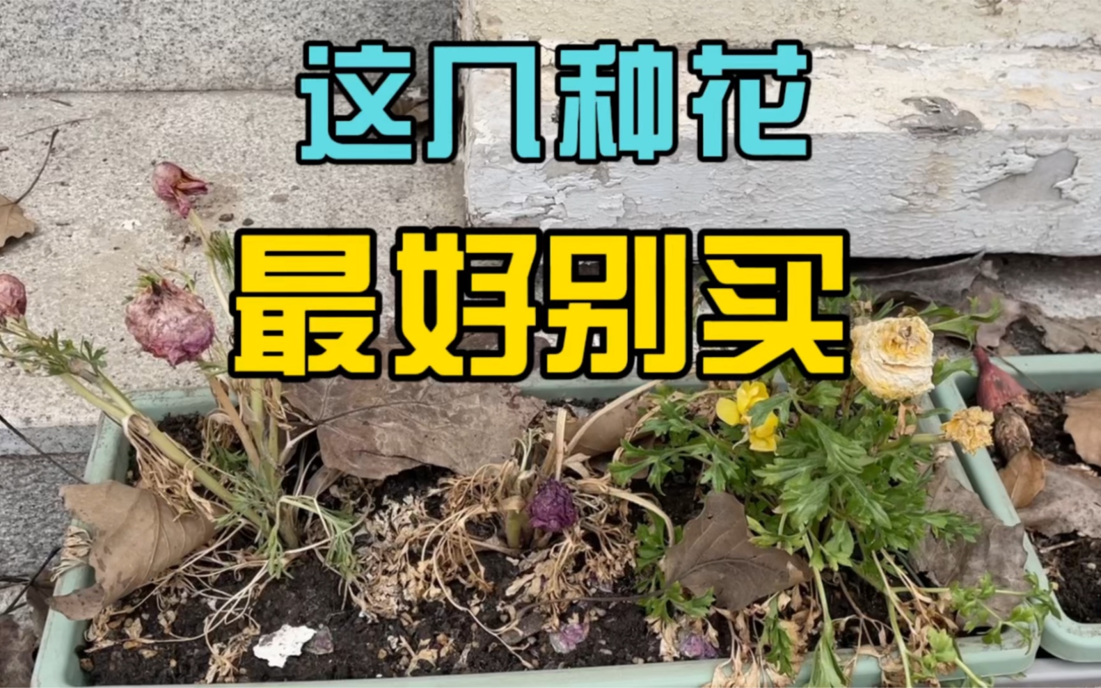 [图]这几种漂亮的花，不是高手不要买，买了也养不活