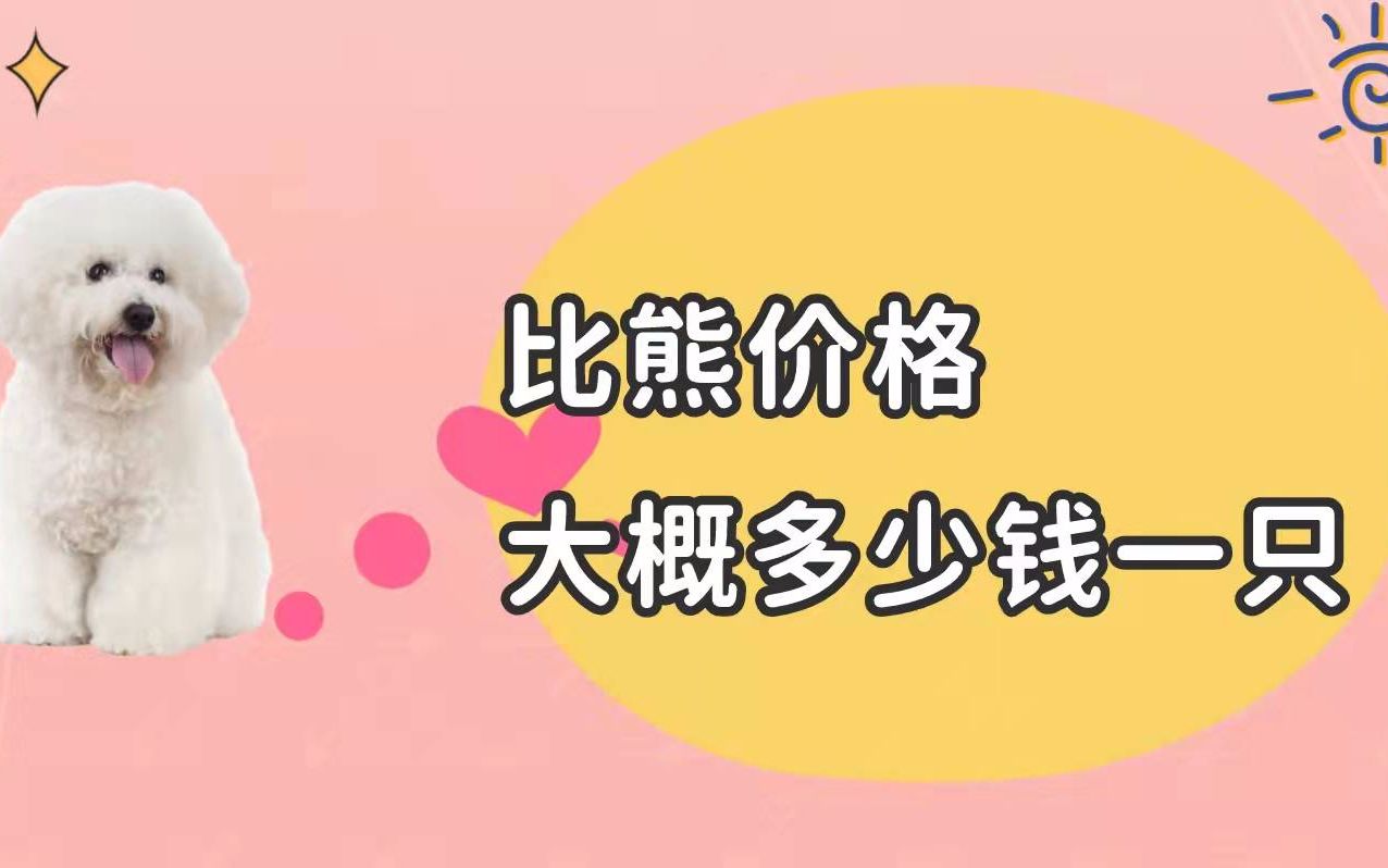 比熊价格大概多少钱一只?是你能接受的价格吗哔哩哔哩bilibili