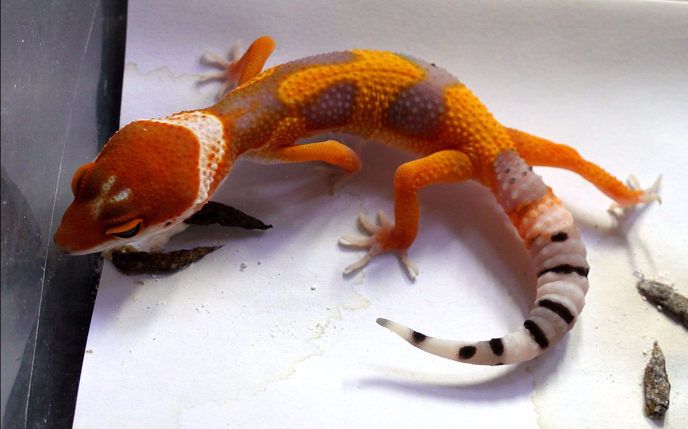 用手机看离线看更方便 小小小的电橘 用或其他应用扫描二维码 点赞