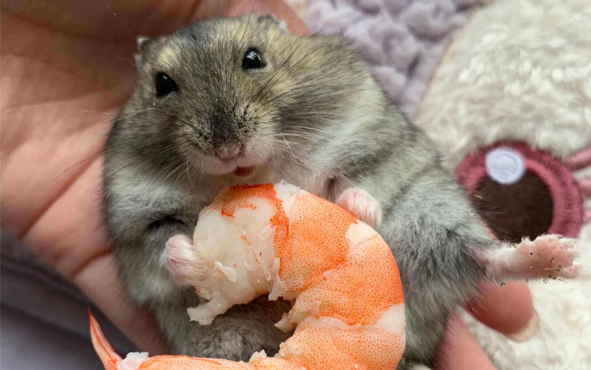 仓鼠薯条吃吃吃小零食的日常