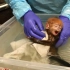 费城动物园里一只刚出生的黑叶猴，小小只抱着工作人员不肯撒手