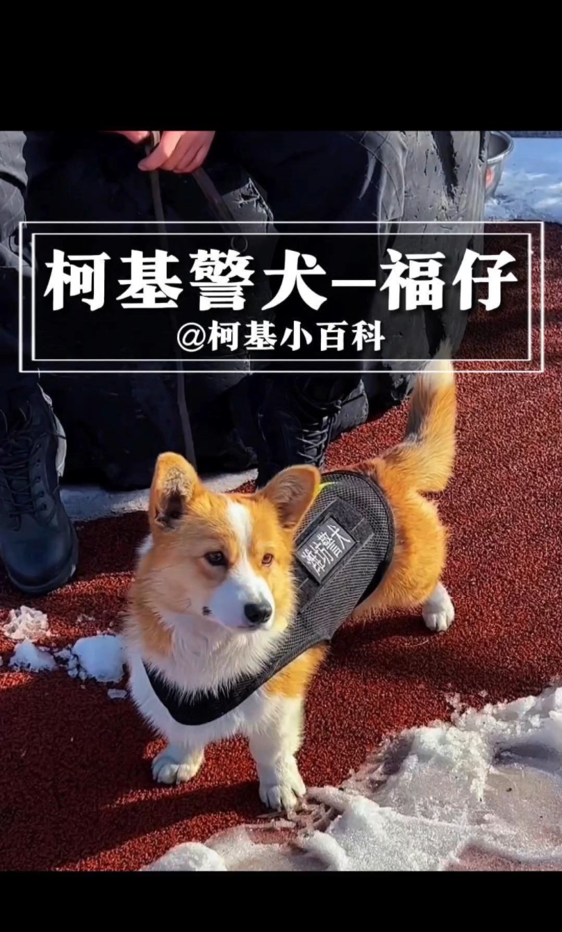 第103集 | 有编制的柯基犬——福仔哔哩哔哩bilibili