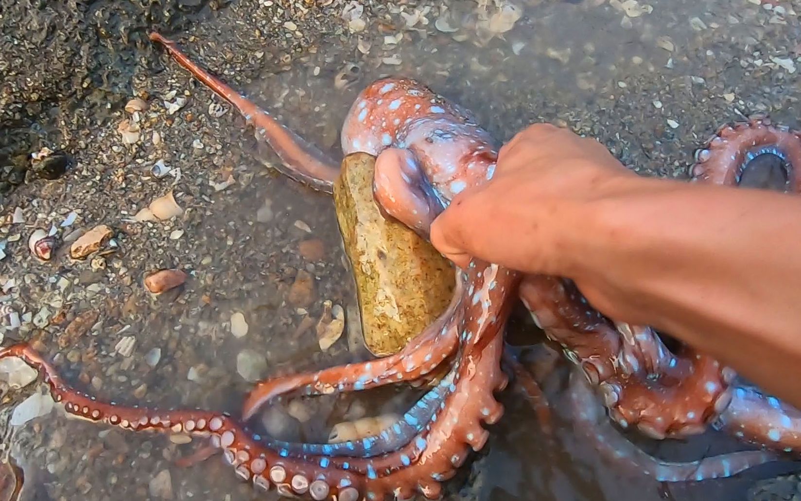 岸边巨坑蹿出"成精八爪",连蟹王都跑来抢占地盘,打的不可开交_哔哩