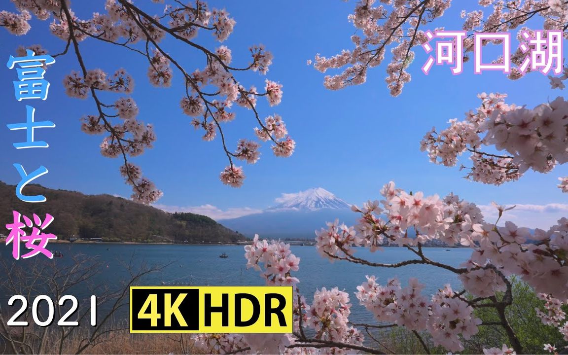 4K HDR 樱花 河口湖 富士山 Mt. Fuji & Cherry Blossoms At Lake Kawaguchi哔哩哔哩bilibili