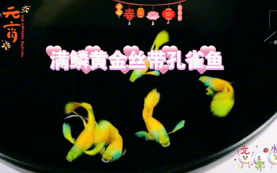 满鳞黄金丝带孔雀鱼