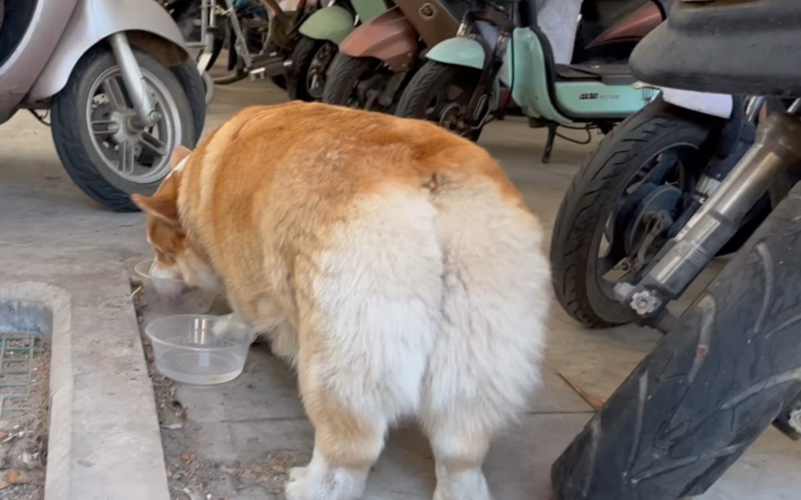 偷吃猫粮的胖柯基