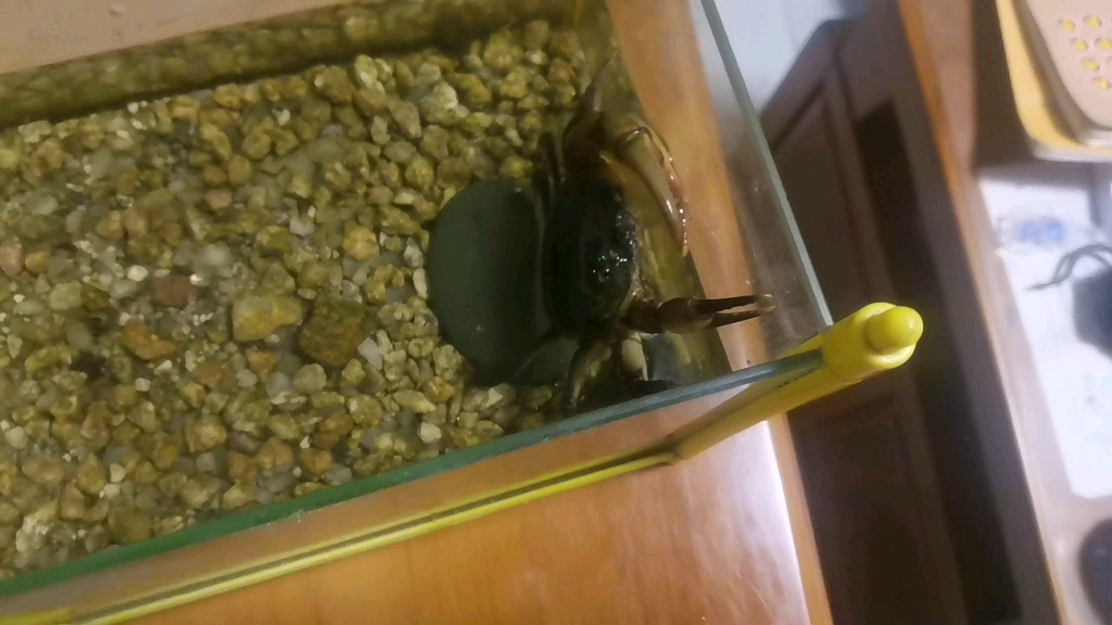 炫饭旁屑的晚饭记录(中华束腰蟹淦饭)