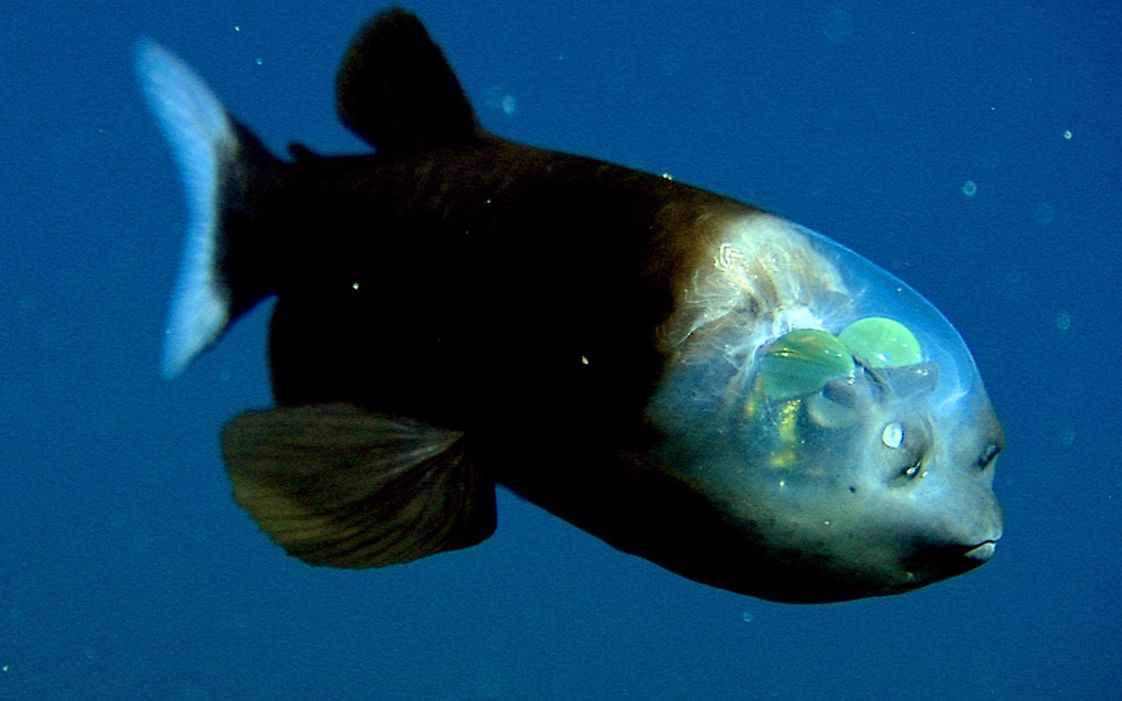 桶眼鱼深海的奇特透明生物