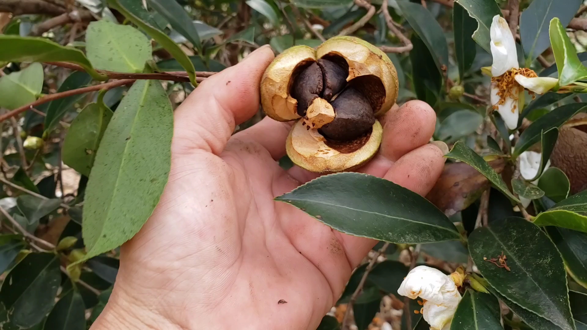 山茶树果子图片