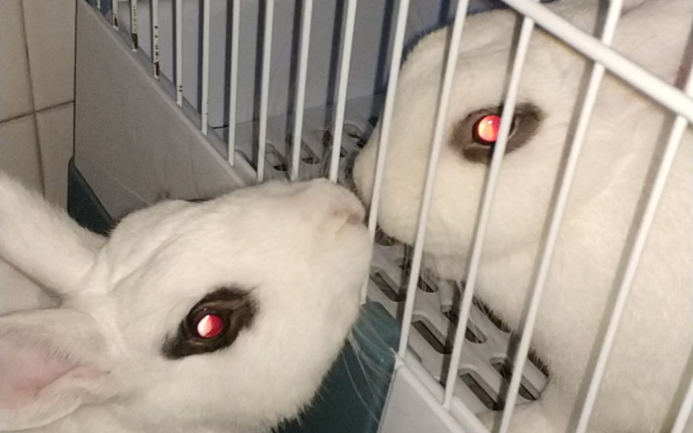 两只红眼睛兔叽同框!