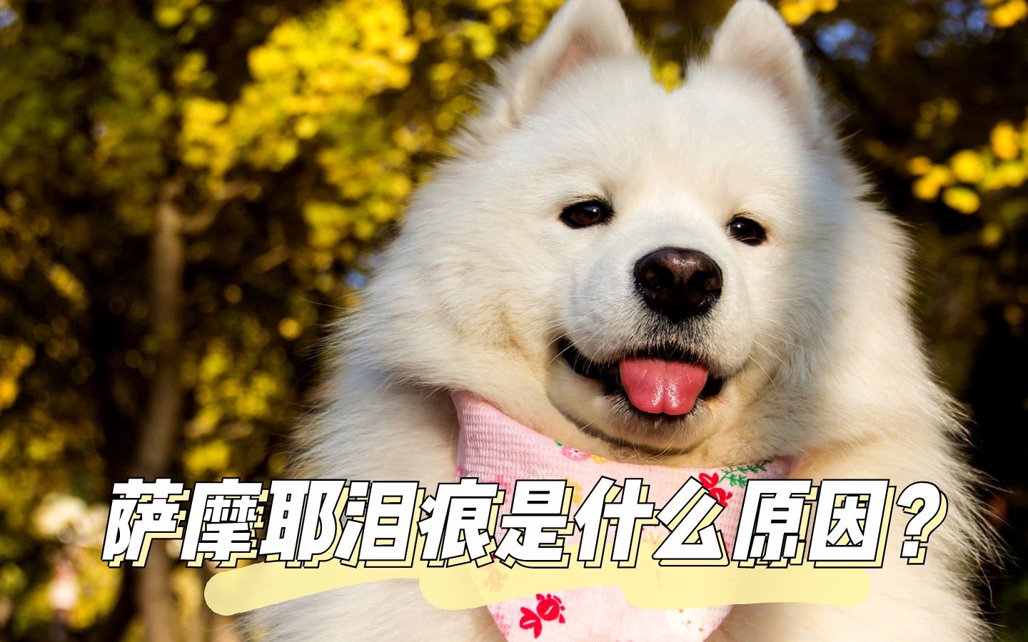 萨摩耶泪痕是什么原因?