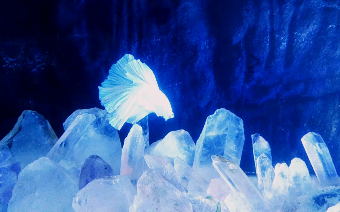 我的鱼仙(飘飘鱼仙在线撩人)