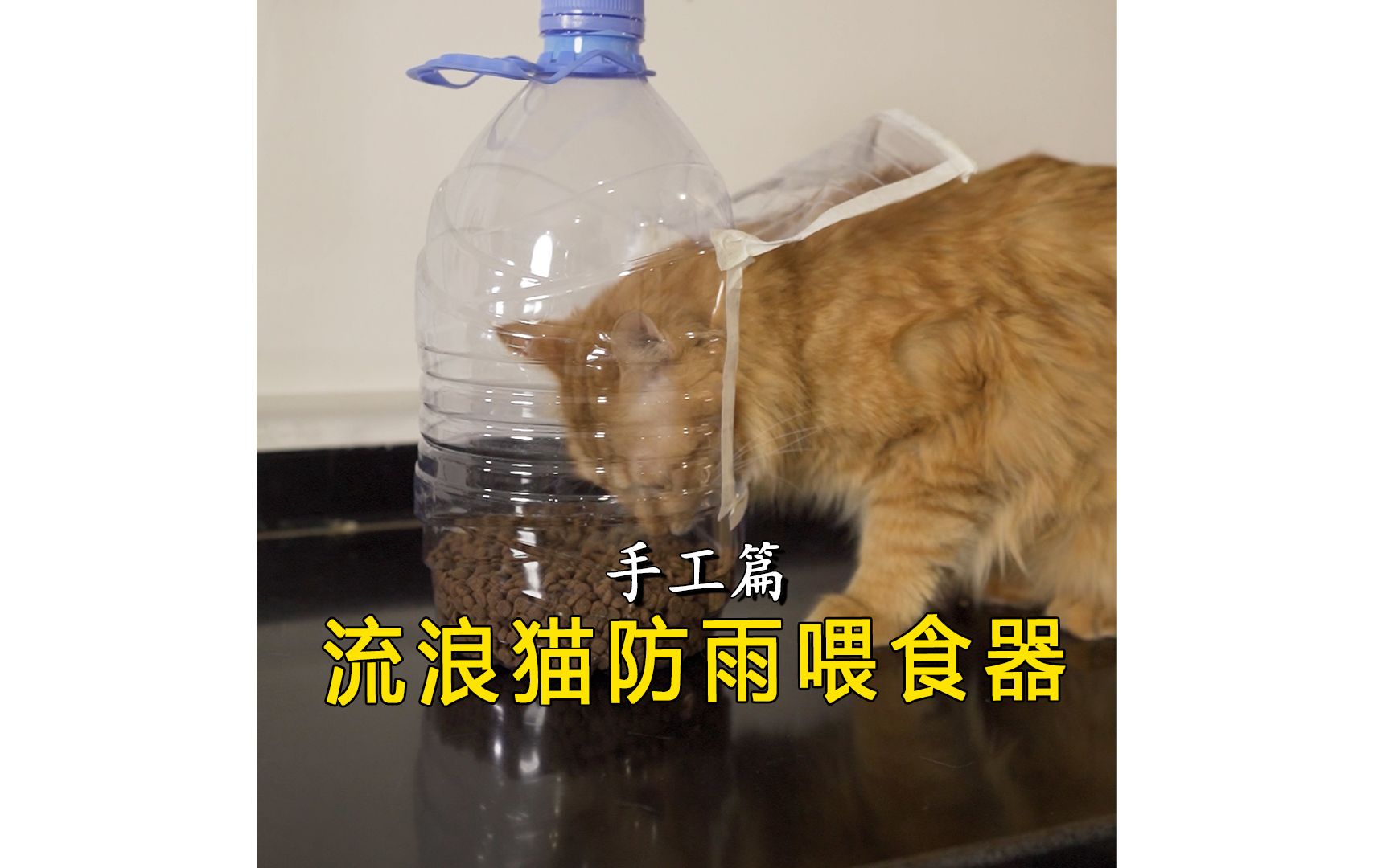 [图]成本两元自制喂食器！投喂流浪猫好有爱～