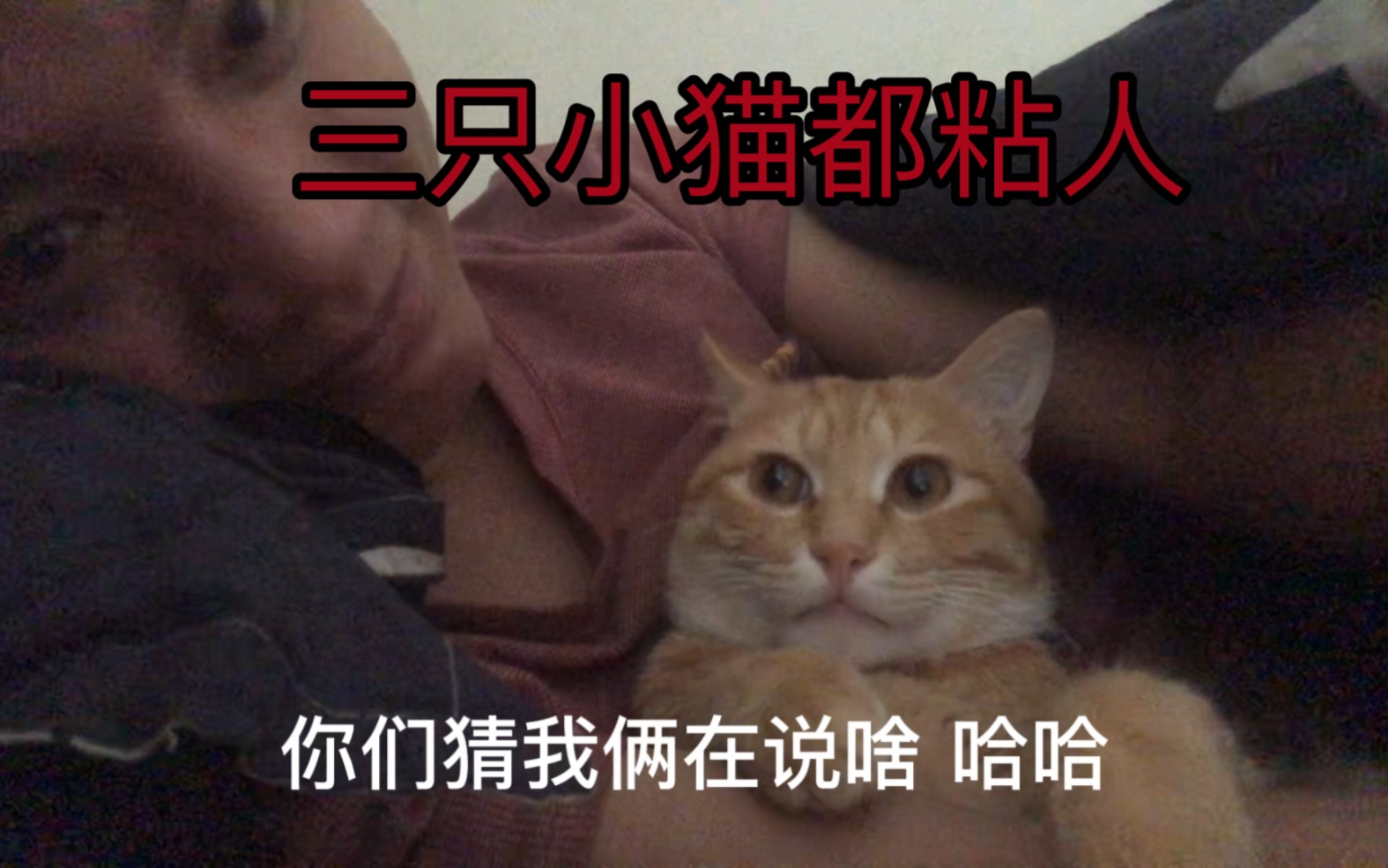 有小猫咪的日子 才是好日子 一家猫都粘人哔哩哔哩bilibili