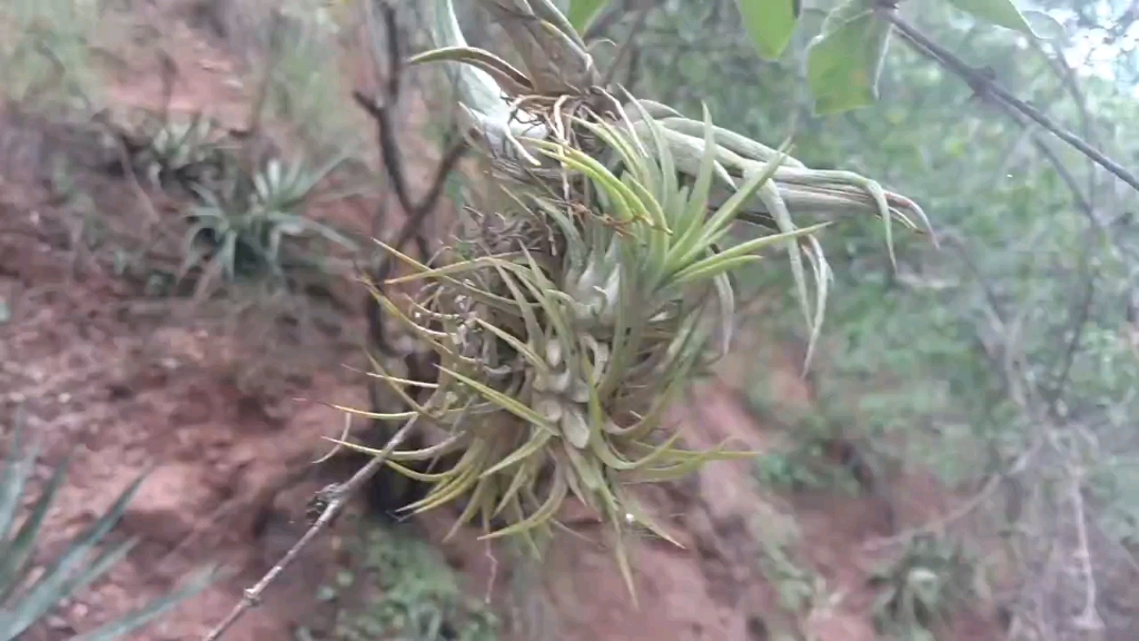 [图]墨西哥南部瓦哈卡州以北的空气凤梨Tillandsia north of Oaxaca