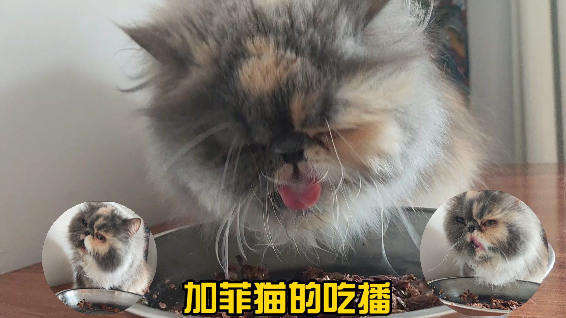加菲猫的吃播 ——我吃饭慢 ,是个漏嘴巴,我可不是小饭桶啊