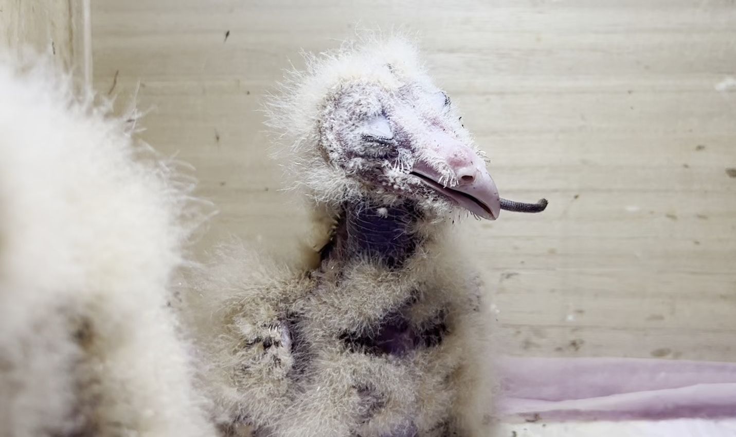 【草鸮宝宝 第二期】长身体时吃点啥?