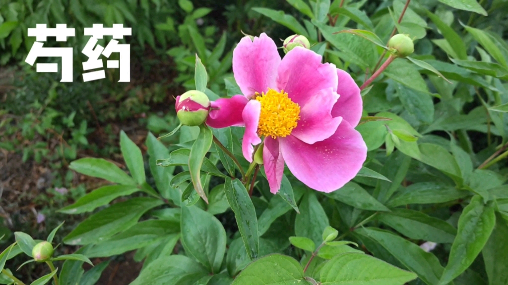 走进中药之芍药
