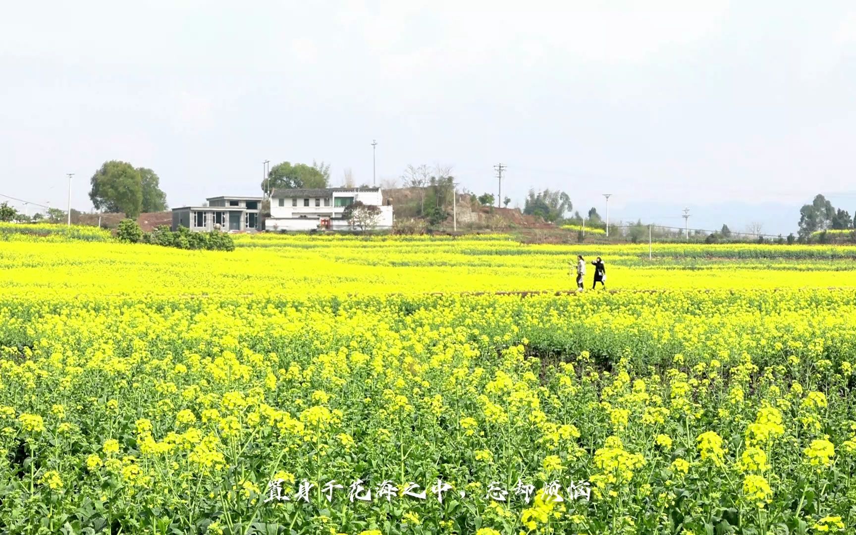 泸州油菜花基地图片