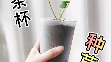 奶茶杯种草莓(一起来种草莓吧)哔哩哔哩bilibili