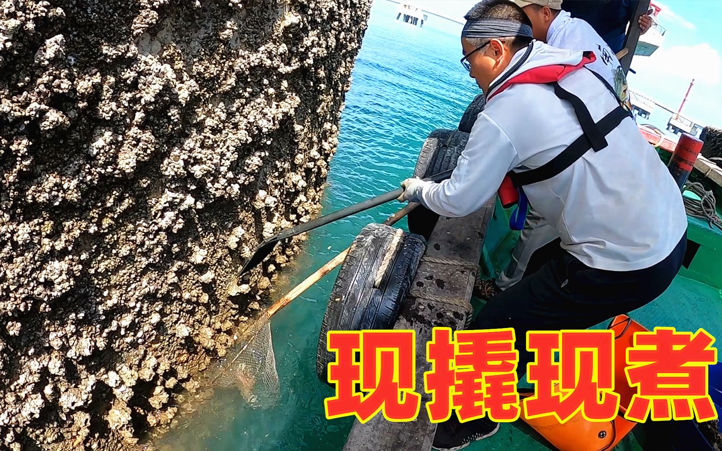 满膏藤壶太鲜美,馋得渔夫包船出海撬藤壶,现撬现煮吃爽了