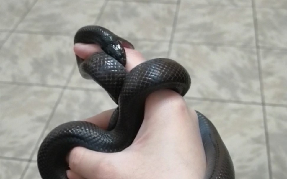 黑王蛇长这么大第一次咬我