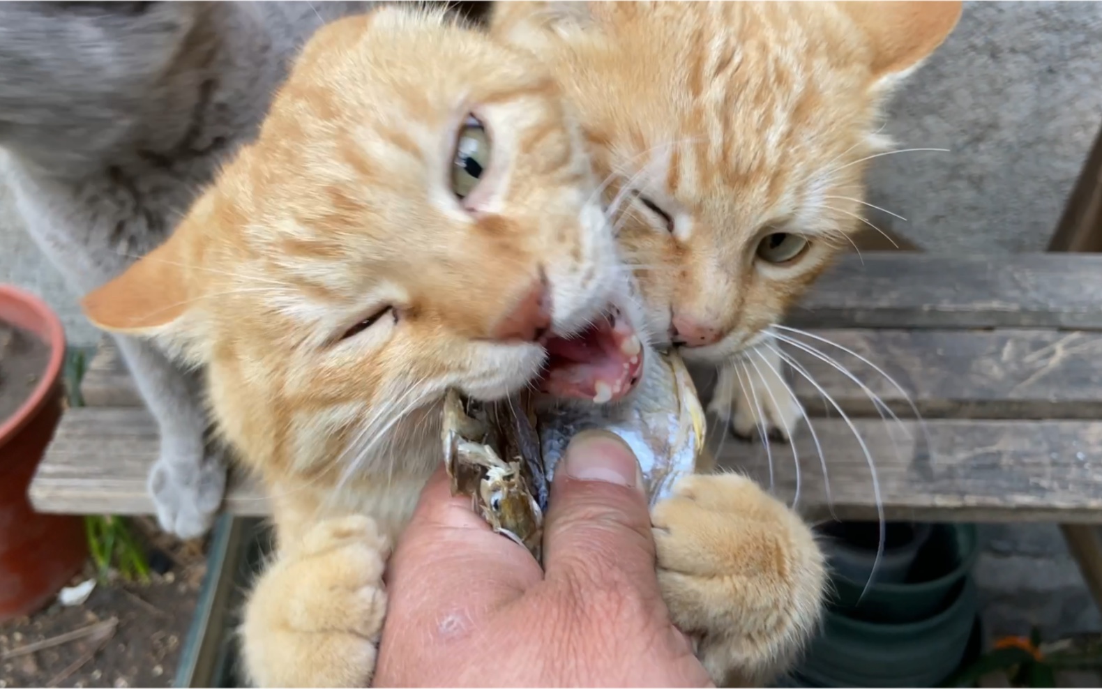 猫期待已久的小鱼干终于可以吃到嘴里了!