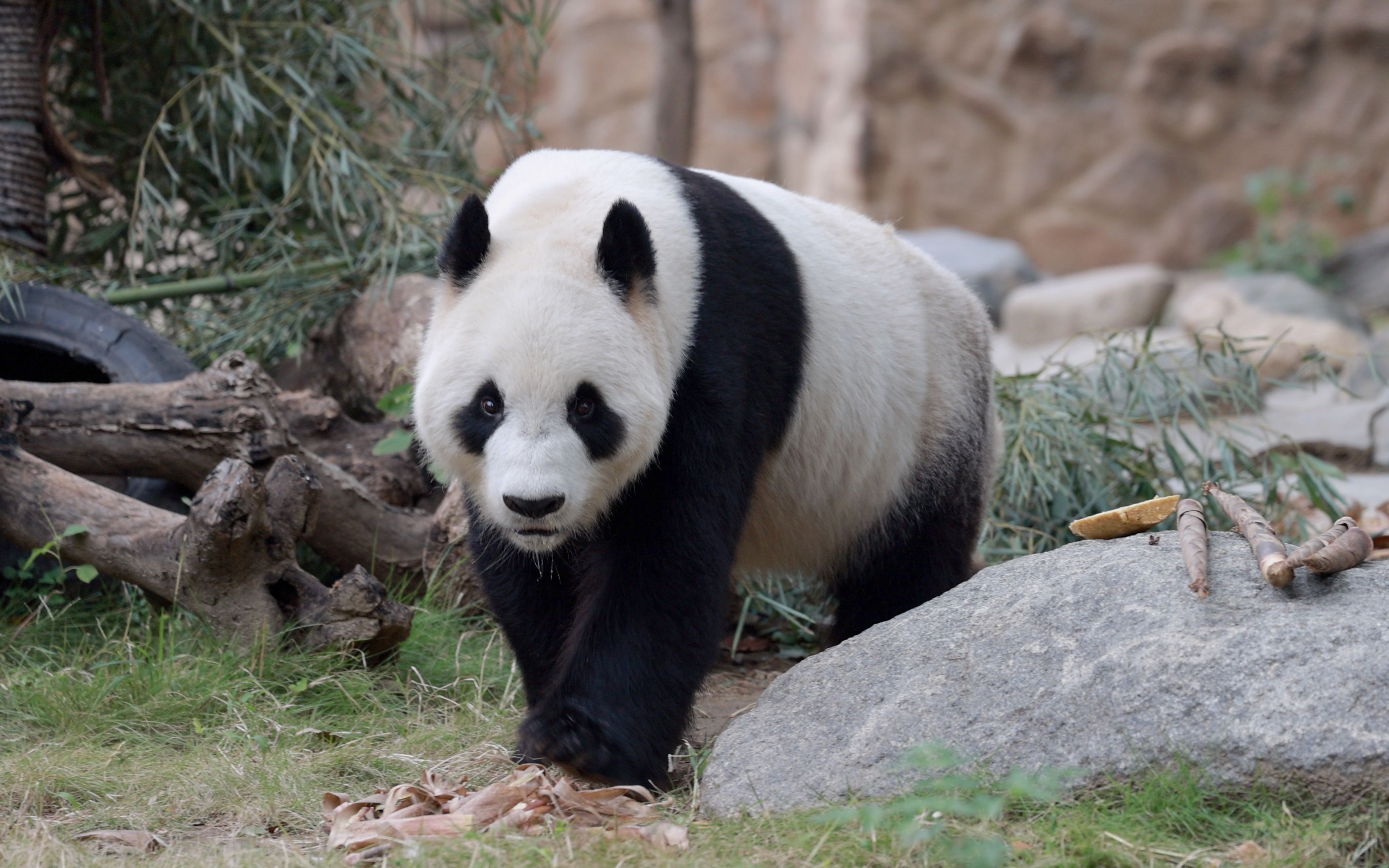 大熊猫华美超话图片