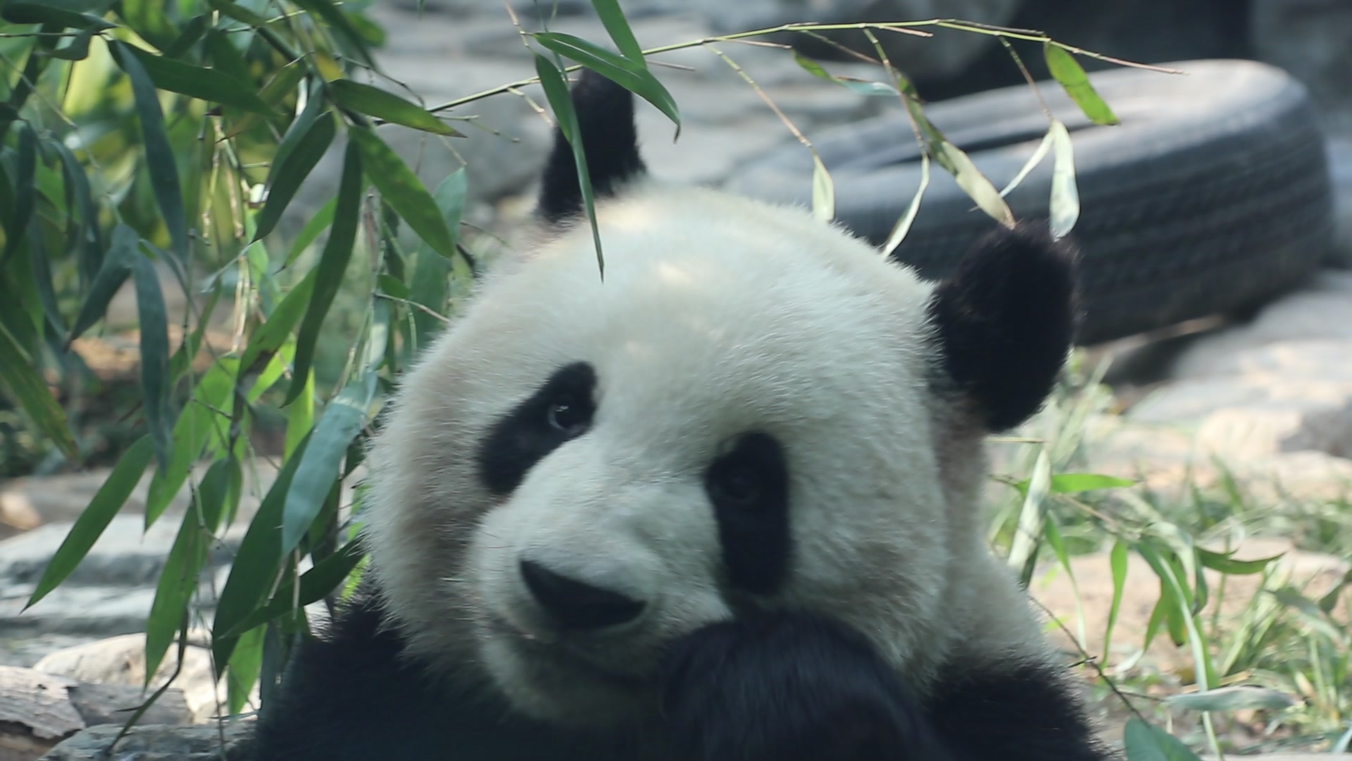 【大熊猫萌兰】美好的一天从吃播开始