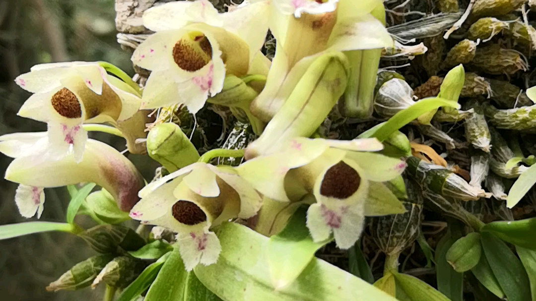dendrobium hekouense(河口石斛)_哔哩哔哩_bilibili