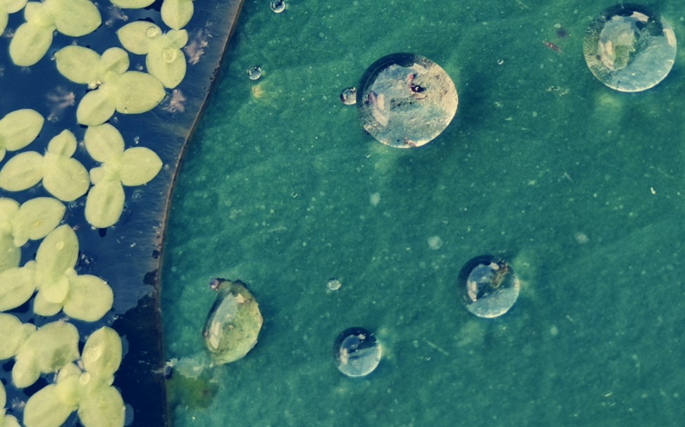 [图]雨中赏莲，以水戏荷