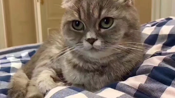 喵星人刚来了,往这一卧,眼神不自觉的往上瞅,还时不时拿爪子摸自己头.