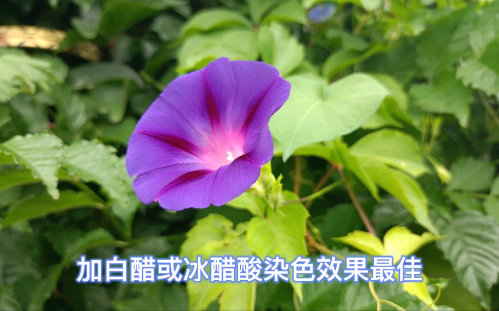 真正的牵牛花——发现100种染料植物,第24种哔哩哔哩bilibili