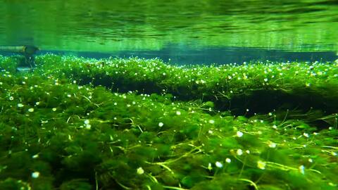 3小时背景音 水中映像 流水声 梅花藻 助眠 学习 放松 哔哩哔哩 Bilibili 3小时背景音 水中映像 流水声 梅花藻 助眠 学习 放松 哔哩哔哩 Bilibili