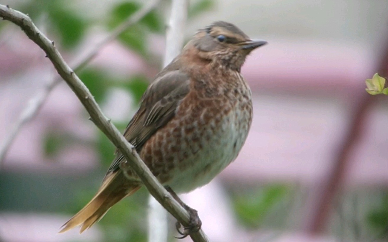 城中精灵-红胸鸫
