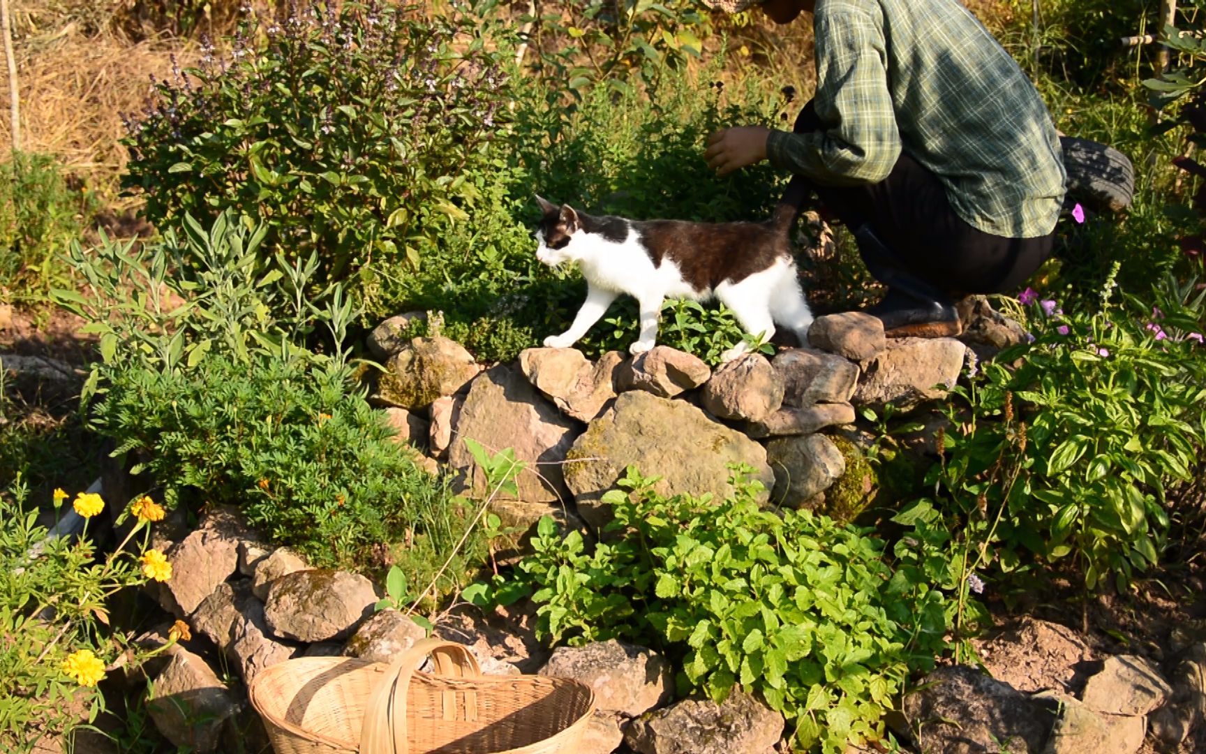 [图]菜园DIY，香草螺旋花园（Herb Spiral Garden）