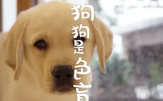 犬猫是色盲 搜索结果 哔哩哔哩 Bilibili