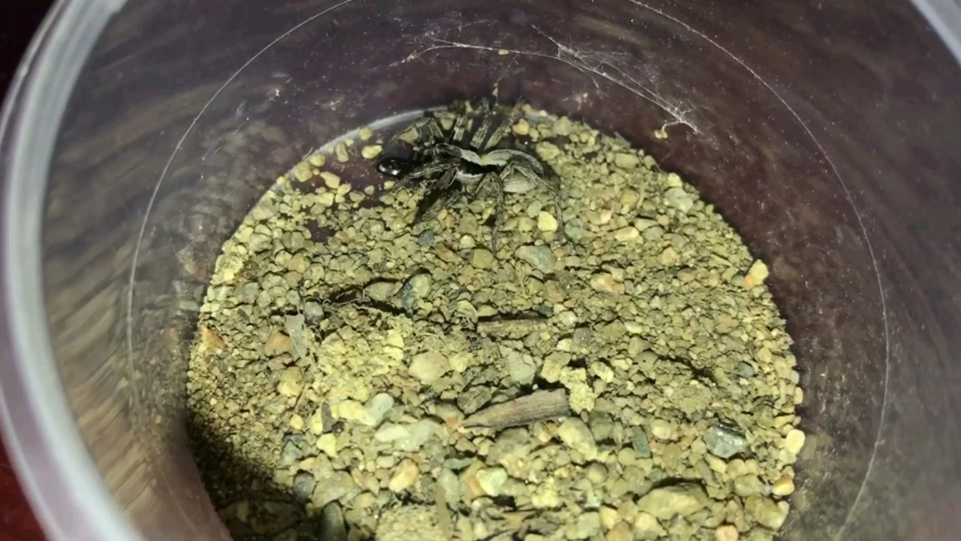 利氏舞蛛の专场_哔哩哔哩 (゜-゜)つロ 干杯~-bilibili